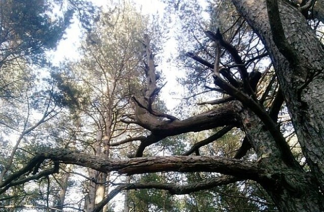 Сутринта мъгла, а после слънце