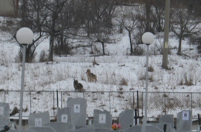Община Дупница кандидатства за 50 работни места за поддържане на гробищни паркове