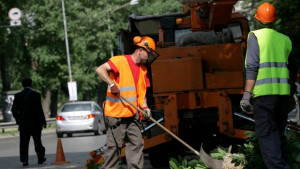 Столичната община премахва опасни дървета и засажда нови