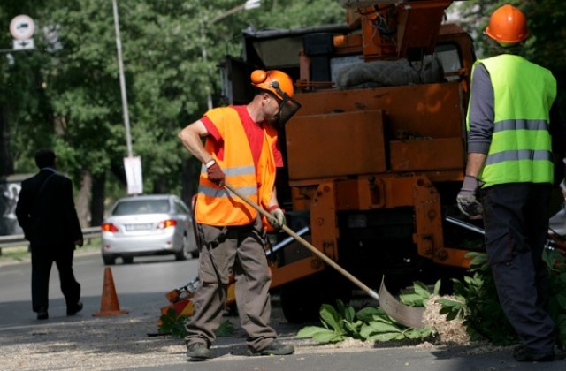 Столичната община премахва опасни дървета и засажда нови