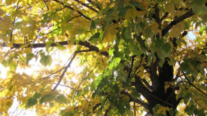 Слънчева събота температурите отново до 23