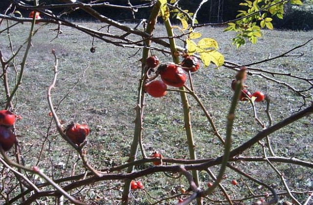 Сутринта мъгли, но после - слънце