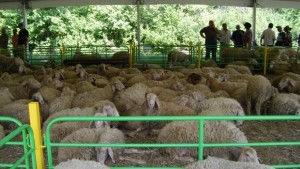 Овен уби стопанката си в еленско село