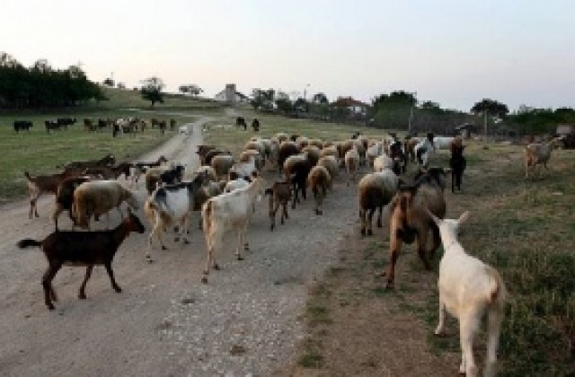 Изплатиха 45 млн. лв. на животновъдите