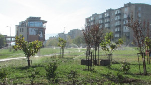 Над 100 дръвчета засаждат в Г Оряховица