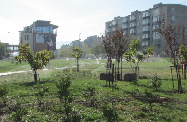 Над 100 дръвчета засаждат в Г. Оряховица