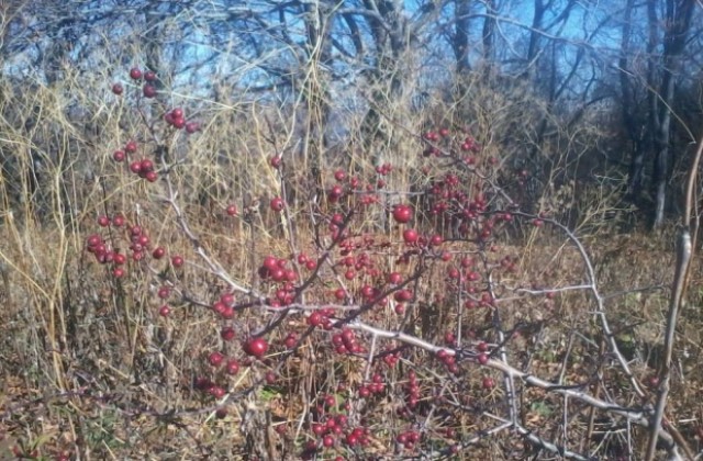 Отново слънчево