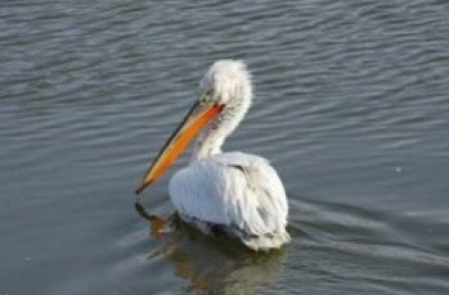 Граждани спасиха безпомощен пеликан в парк Кайлъка
