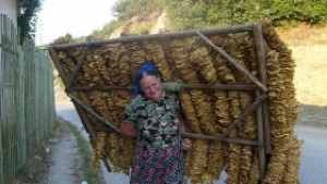 Осигуряват допълнителни средства за производители на тютюн и зеленчуци