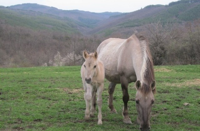 Животновъдите излизат на протест при село Труд