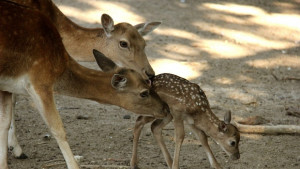 Оценяват се щетите от инцидента в зоопарка