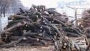 Хванаха двама да крадат дърва край Щръклево