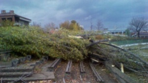 Благодарности до община Кюстендил за отрязани тополи