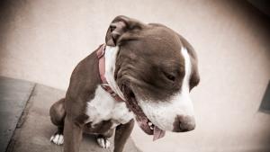 Питбул нахапа петгодишно дете в Свищов