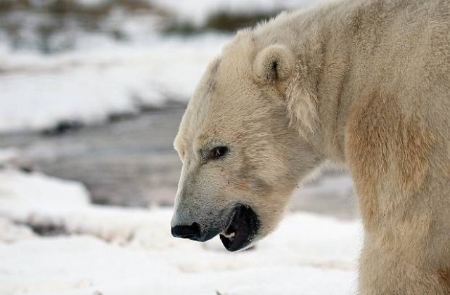 Бели мечки „превзеха“ село в Чукотка