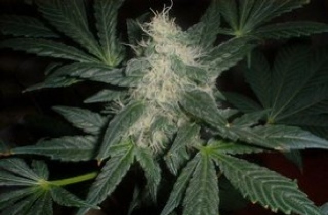 Над 400 грама канабис откриха полицаи в Гълъбово и Стара Загора