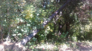 БСП Осем месеца след унищожителната буря има неразчистени дървета