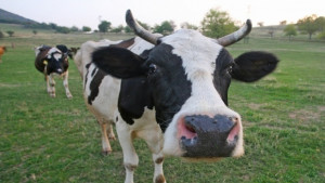 Пребиха пастир изпуснал кравите в чужда нива