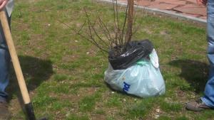 Засаждат 450 фиданки в столицата