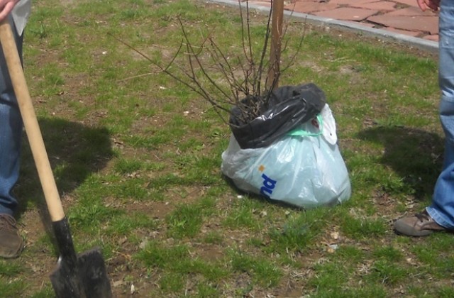 Засаждат 450 фиданки в столицата