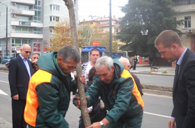 Започва мащабно озеленяване на града