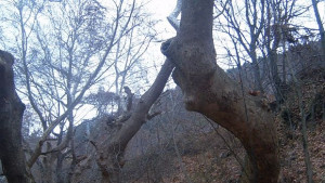 Горската мафия в Пиринско изсича гората за износ