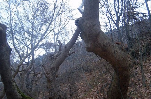 Горската мафия в Пиринско изсича гората за износ