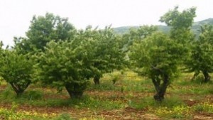 Учат стопаните как да отглеждат орехи и лешници