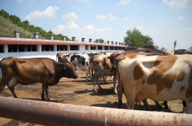 Среща на фермерите – говедовъди в Сливен