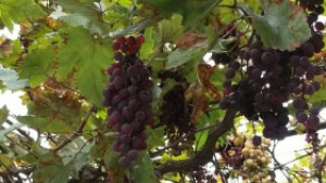 Тазгодишната реколта от винено грозде е една от найдобрите