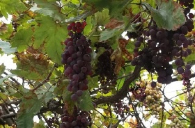 Тазгодишната реколта от винено грозде е една от най-добрите