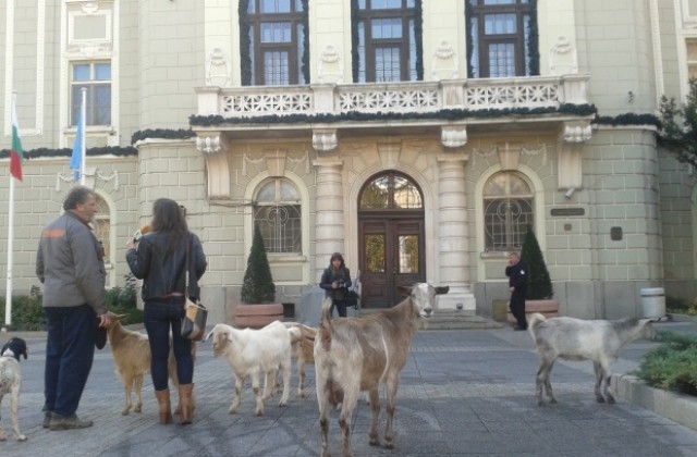 Недоволен докара кози на протест пред Общината