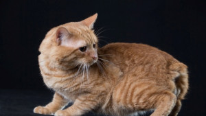 Ред Бой стана интершампион манксът пожъна успехи у нас и