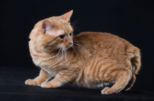 Ред Бой стана интер-шампион, манксът пожъна успехи у нас и в чужбина