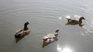 Облачно и хладно