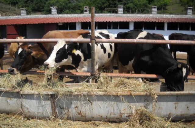 Фермери дискутираха Наредбата за производство но сурово краве мляко