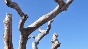 Не успяха да спасят петвековен бряст в Недан дървото изсъхна