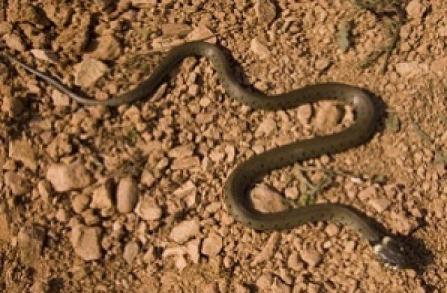 Мъж от Пазарджик отглежда 9 змии в дома си