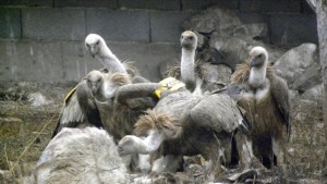 Участвайте в преброяването на белоглавите лешояди на Балканите