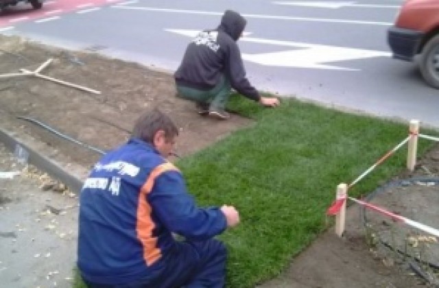 Продължава есенната кампания по озеленяване