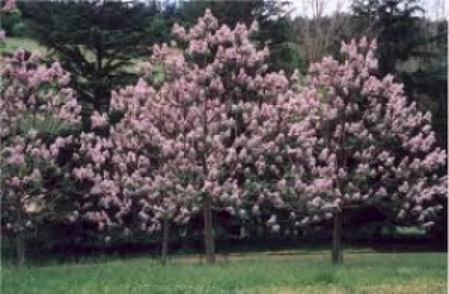 Озеленяват центъра на Пловдив