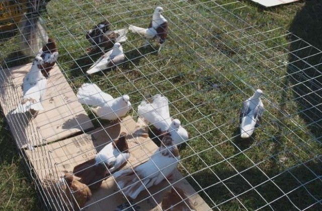 Ловеч за втори път домакин на националната изложба на гълъбовъдите