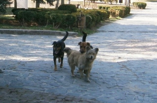 Благоевград с приют за бездомни кучета през 2014 г.