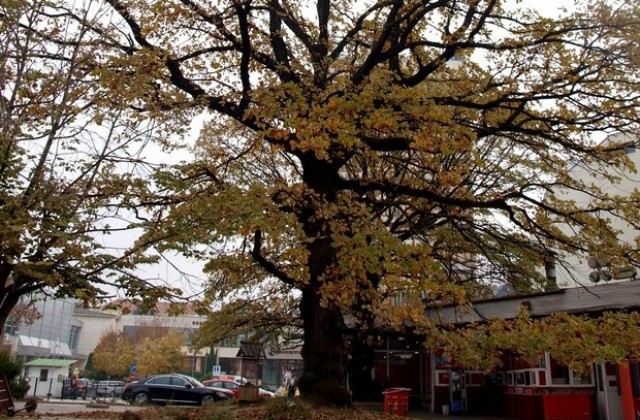 По сигнал РИОСВ се бори за вековни дървета в центъра на Плевен