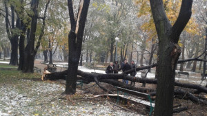 50годишно дърво едва не уби момиче в парка
