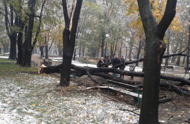 50-годишно дърво едва не уби момиче в парка