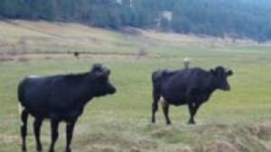 250 земеделци от областта чакат европейски и държавни плащания