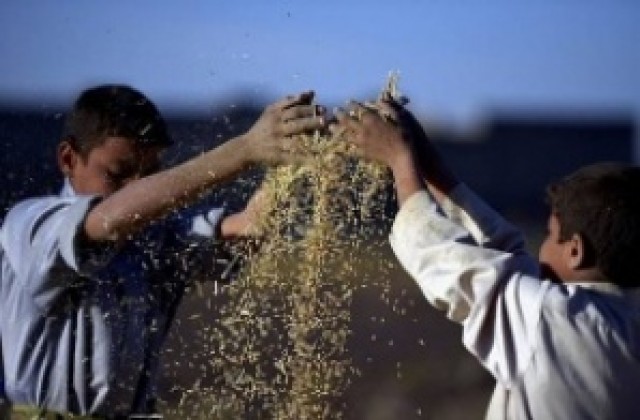 Зърнопроизводители идват за национален семинар