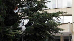 Стара Загора за първи път с живо коледно дърво