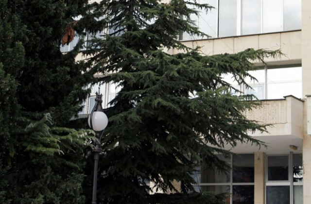 Стара Загора за първи път с живо коледно дърво